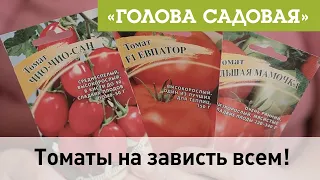 Голова садовая - Томаты на зависть всем!