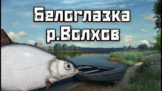 РР4 | Белоглазка | р.Волхов