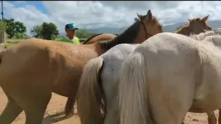 Tem Cavalos de R$ 350,00 na feira de canafístula frei Damião. Alagoas