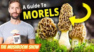 The Ultimate Guide To Morel Mushrooms (+ Exploring Mushroom Festivals!!)