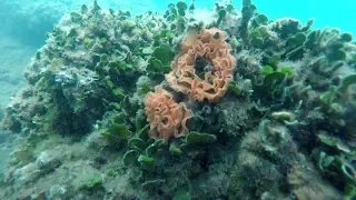 Submerged Roman Villa. Scuba Diving in Pozzuoli Underwater Archaeological Site, Italy