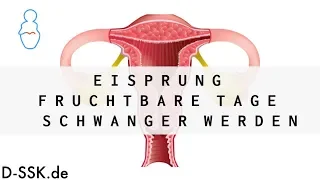 Eisprung - Fruchtbare Tage - Schwanger werden  ✪ D-SSK.de