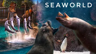 ஆழ்கடலில் உள்ள அதிசயங்கள் SeaWorld