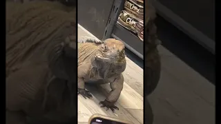 Rhinoceros Iguana Out At A Pet Store