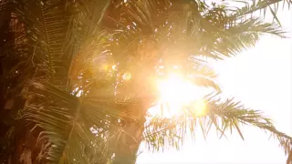 San Diego Palm Tree Sunshine Free Stock Footage