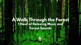 A Walk Through the Forest | Nature Ambience with Gentle Music for Focus, Sleep, or Meditation