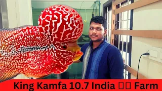 flowerhorn farm | king kamfa 10.7 india 🇮🇳