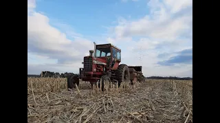 Rolling coal and hauling manure with our International Harvester 1256!