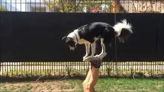 Mara Border Collie - Amazing Dog Tricks - Part 1