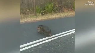 Wombat seen desperately searching for food on NSW Central Coast