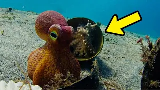 Stealthy octopus helps his friend hide from a shark