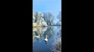Зимний пейзаж Лебеди oil 1часть
