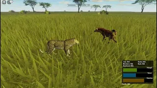 Killing hyena as a leopard ROBLOX Wild Savanna