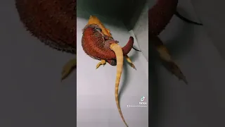 Bearded dragons MATING!