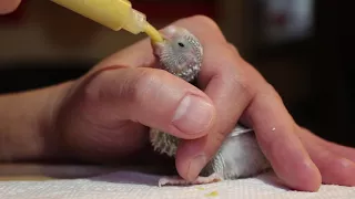 Hand feeding baby budgie with syringe