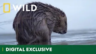 These Beavers Are Walking On Thin Ice | Hidden Wonders Of Europe | National Geographic Wild UK