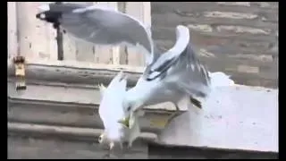 Чайка и ворона заклевали папских голубей, символизирующих мирную Украину