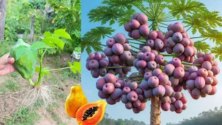 How to growing apples with papaya get papaya tree a lot of Apples fruit s
