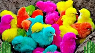 very beautiful colorful chickens ( part 130 ) 🐣🐥🐣🐥