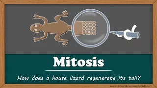 Mitosis - Why does a lizard's tail grow back? | #aumsum #kids #science #education #children