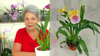 Miltonia - how to transplant an orchid? Mixing soil for Bulb Orchids ...