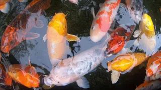 Koi Fish Relaxation 4K Video ( Chill / Zen / Screensaver / Calming / Wallpaper )