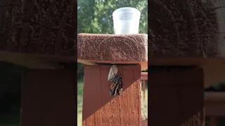 Monarch Butterfly Emerging from Chrysalis Part 2, 9/14/21