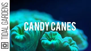 Candy Cane Coral (Caulastrea furcata) - Care Tips for this Beginner-friendly LPS