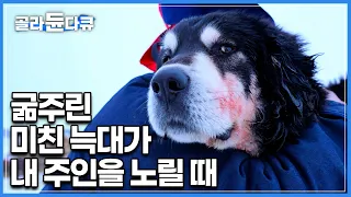 굶주린 야생 늑대가 내가 지키는 인간의 영역으로 들어왔다… 늑대와 개의 목숨을 건 혈투│귀신 보는 개│잠도 자지 않고 밤새 가축을 지키는 몽골 방카르 │다큐프라임│#골라듄다큐