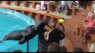 Kiss of the sea lion.Loro park,Tenerife.