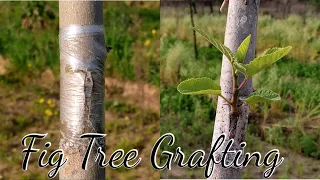 Best Techniques For Grafting Fig Tree| T Budding & Chip Bud Grafting| Grafting A Fig Tree