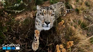 GoPro Awards: Snow Leopard Meets MAX in 4K
