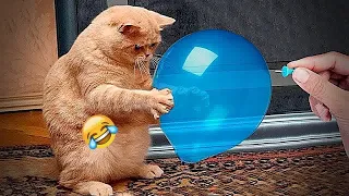 😘😍 Funniest Cats and Dogs 😂😂 Best Funny Animals 2024 # 19