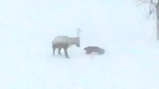 Wolverine VS Reindeer in a Blizzard