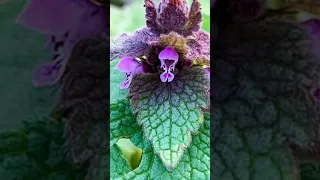 🪷 Purple Dead Nettle: History and Origin!