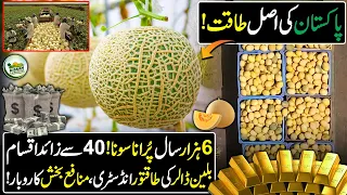 How To Grow Melons Easily With High Productivity In Pakistan | Billion Dollar Industry of Pakistan