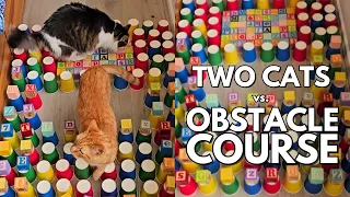 Cats vs cups & blocks | cat paper cup obstacle challenge