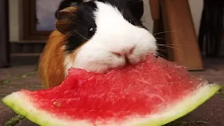FUNNY ANIMALS  EATING WATERMELON | Funny Pets