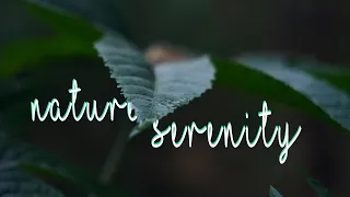 NATURE SERENITY - a Nature Cinematic Short Film | Deja Vu