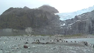 Massive elephant seals fighting, plus hundreds of King Penguins