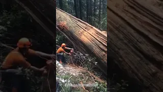 Bucking a large cedar | WoodBoss.ca #forest #chainsaw #logger