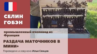 Отбор трехдневных маточников и раздача их в Миниплюсы (Селин Гобэн, Франция)