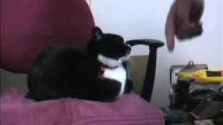 Stubborn cat owns this chair