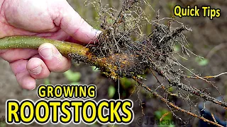 Quick Rootstock Tips | An EASY way to obtain FREE ROOTSTOCKS