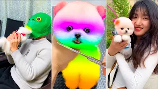 Cute Pomeranian Puppies Doing Funny Things #10 | Cute and Funny Dogs 2024 - VN Pets