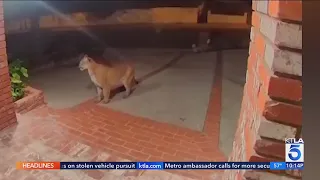 A Monrovia homeowner’s surveillance cameras captured a mountain lion just steps from the front door