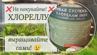 🦠Хлорелла🦠. Выращиваем сами! Рецепт 🗒и нюансы из первых рук!