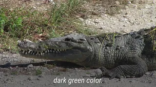 Inside the only place in the world where gators and crocodiles coexist