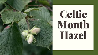 Celtic Tree Month of Hazel