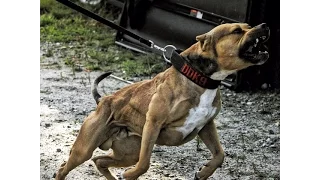 THE HULK LIFE: How i trained the Ultimate protection dog THESUPERPITBULL Part 1